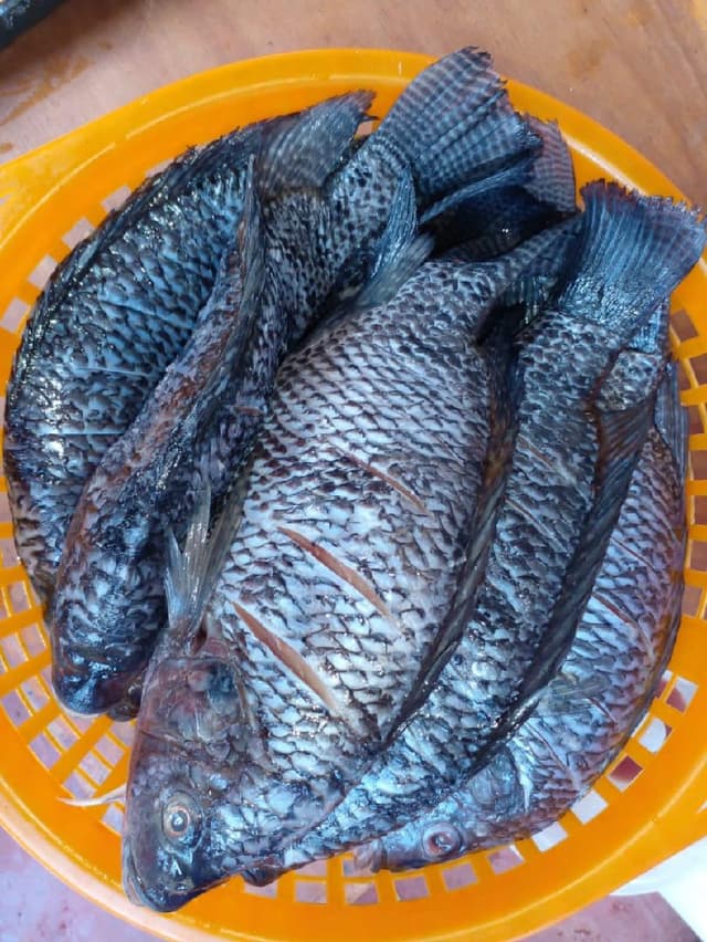Fresh Tilapia available on order 